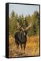 Shiras bull moose-Ken Archer-Framed Stretched Canvas