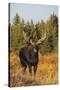 Shiras bull moose-Ken Archer-Stretched Canvas