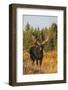 Shiras bull moose-Ken Archer-Framed Photographic Print