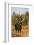 Shiras bull moose-Ken Archer-Framed Photographic Print