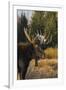 Shiras bull moose-Ken Archer-Framed Photographic Print