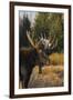 Shiras bull moose-Ken Archer-Framed Photographic Print