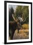 Shiras bull moose-Ken Archer-Framed Photographic Print