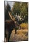 Shiras bull moose-Ken Archer-Mounted Photographic Print