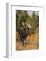 Shiras bull moose-Ken Archer-Framed Photographic Print