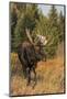 Shiras bull moose-Ken Archer-Mounted Photographic Print