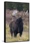 Shiras bull moose-Ken Archer-Framed Stretched Canvas