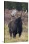 Shiras bull moose-Ken Archer-Stretched Canvas