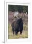 Shiras bull moose-Ken Archer-Framed Photographic Print