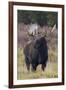 Shiras bull moose-Ken Archer-Framed Photographic Print