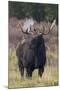 Shiras bull moose-Ken Archer-Mounted Photographic Print