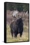 Shiras bull moose-Ken Archer-Framed Stretched Canvas