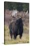 Shiras bull moose-Ken Archer-Stretched Canvas