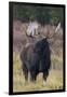 Shiras bull moose-Ken Archer-Framed Photographic Print