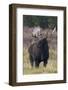 Shiras bull moose-Ken Archer-Framed Photographic Print