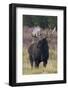 Shiras bull moose-Ken Archer-Framed Photographic Print