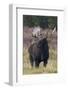 Shiras bull moose-Ken Archer-Framed Photographic Print