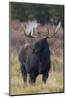 Shiras bull moose-Ken Archer-Mounted Photographic Print