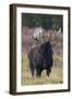 Shiras bull moose-Ken Archer-Framed Photographic Print