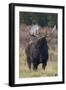Shiras bull moose-Ken Archer-Framed Photographic Print