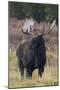 Shiras bull moose-Ken Archer-Mounted Photographic Print