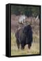 Shiras bull moose-Ken Archer-Framed Stretched Canvas