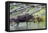 Shiras Cow Moose with Calf-Ken Archer-Framed Stretched Canvas