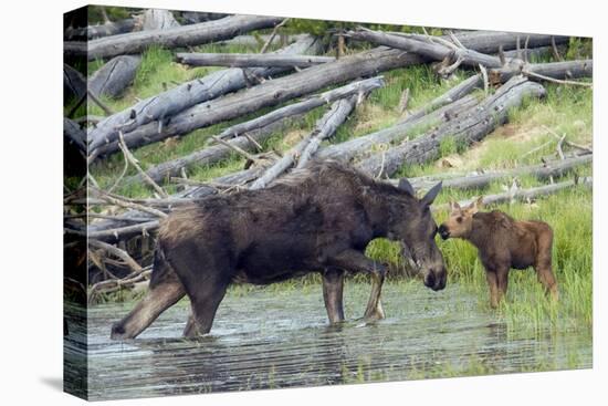 Shiras Cow Moose with Calf-Ken Archer-Stretched Canvas