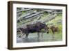 Shiras Cow Moose with Calf-Ken Archer-Framed Photographic Print