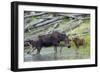 Shiras Cow Moose with Calf-Ken Archer-Framed Photographic Print