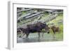 Shiras Cow Moose with Calf-Ken Archer-Framed Photographic Print