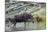 Shiras Cow Moose with Calf-Ken Archer-Mounted Photographic Print