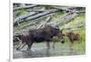 Shiras Cow Moose with Calf-Ken Archer-Framed Photographic Print