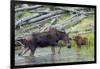 Shiras Cow Moose with Calf-Ken Archer-Framed Photographic Print