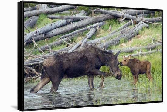 Shiras Cow Moose with Calf-Ken Archer-Framed Stretched Canvas