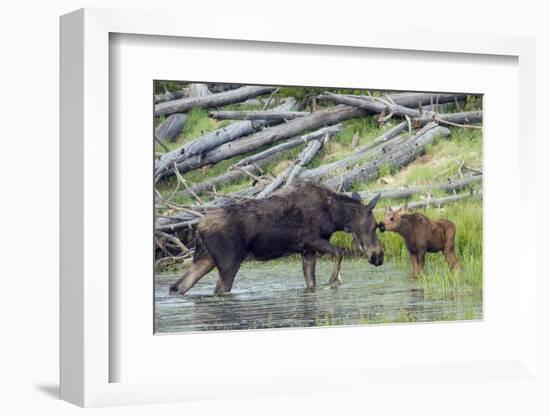 Shiras Cow Moose with Calf-Ken Archer-Framed Photographic Print