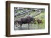 Shiras Cow Moose with Calf-Ken Archer-Framed Premium Photographic Print