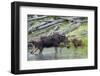 Shiras Cow Moose with Calf-Ken Archer-Framed Premium Photographic Print