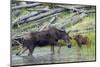 Shiras Cow Moose with Calf-Ken Archer-Mounted Premium Photographic Print