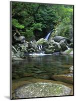 Shiratani Unsuikyo, Yakushima, Kagoshima, Japan-Rob Tilley-Mounted Photographic Print