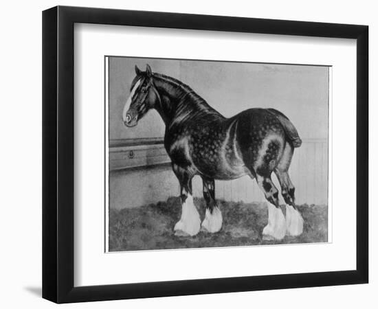 Shire Horse Blythwood Conqueror-null-Framed Photographic Print