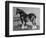 Shire Horse Blythwood Conqueror-null-Framed Photographic Print