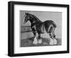 Shire Horse Blythwood Conqueror-null-Framed Photographic Print