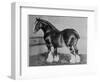 Shire Horse Blythwood Conqueror-null-Framed Photographic Print