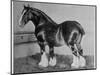 Shire Horse Blythwood Conqueror-null-Mounted Photographic Print