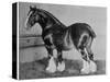 Shire Horse Blythwood Conqueror-null-Stretched Canvas