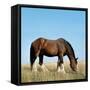 Shire Horse in Field Grazing-null-Framed Stretched Canvas