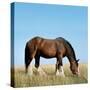 Shire Horse in Field Grazing-null-Stretched Canvas