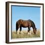 Shire Horse in Field Grazing-null-Framed Photographic Print