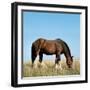 Shire Horse in Field Grazing-null-Framed Photographic Print